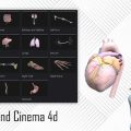 دانلود مدل سه بعدی قلب، سر، کلیه و بدن انسان برای Element 3d