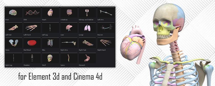 دانلود مدل سه بعدی قلب، سر، کلیه و بدن انسان برای Element 3d