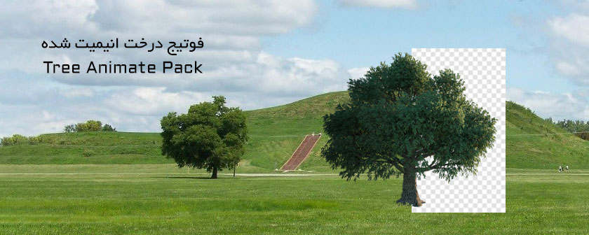 دانلود انواع فیلم درخت بدون بک گراند برای فیلم